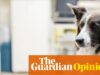 पशु चिकित्सकों पर गार्जियन का दृष्टिकोण: इस कम-विनियमित बाजार के बारे में कुछ भी आकर्षक नहीं है | संपादकीय The Guardian view on vets: there is nothing cuddly about this under-regulated market | Editorial
